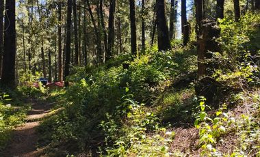 TERRENO IDEAL PARA CONSTRUIR UN FRACCIONAMIENTO EN EL BOSQUE $1,000 m2