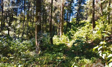 TERRENO IDEAL PARA CONSTRUIR UN FRACCIONAMIENTO EN EL BOSQUE $1,000 m2