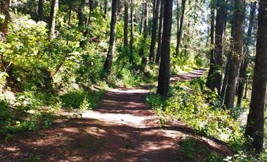 TERRENO IDEAL PARA CONSTRUIR UN FRACCIONAMIENTO EN EL BOSQUE $1,000 m2