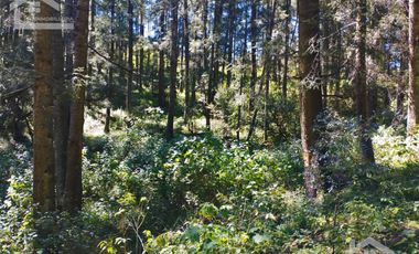 TERRENO IDEAL PARA CONSTRUIR UN FRACCIONAMIENTO EN EL BOSQUE $1,000 m2