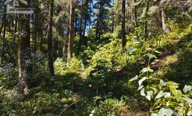 TERRENO IDEAL PARA CONSTRUIR UN FRACCIONAMIENTO EN EL BOSQUE $1,000 m2