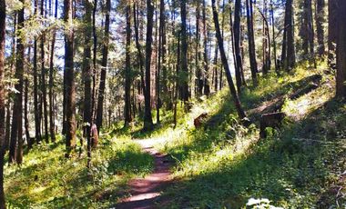 TERRENO IDEAL PARA CONSTRUIR UN FRACCIONAMIENTO EN EL BOSQUE $1,000 m2