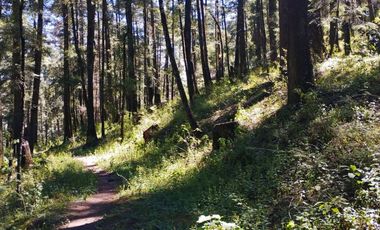 TERRENO IDEAL PARA CONSTRUIR UN FRACCIONAMIENTO EN EL BOSQUE $1,000 m2