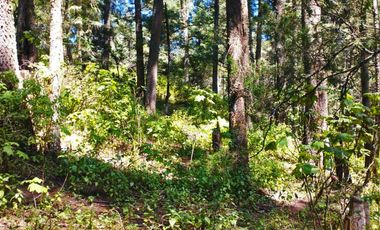 TERRENO IDEAL PARA CONSTRUIR UN FRACCIONAMIENTO EN EL BOSQUE $1,000 m2