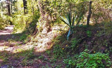 TERRENO IDEAL PARA CONSTRUIR UN FRACCIONAMIENTO EN EL BOSQUE $1,000 m2