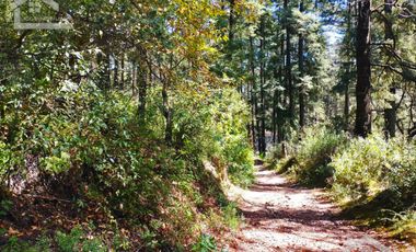 TERRENO IDEAL PARA CONSTRUIR UN FRACCIONAMIENTO EN EL BOSQUE $1,000 m2
