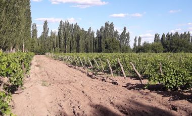Casa con finca en Alvear Mendoza acepta permuta
