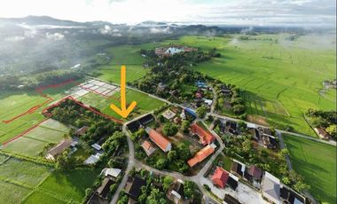 12 Rai of rice paddy field for sale in Doi Saket