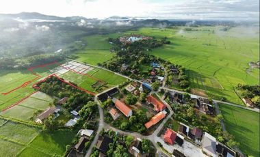 12 Rai of rice paddy field for sale in Doi Saket