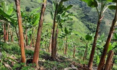 Finca para la venta en Balboa