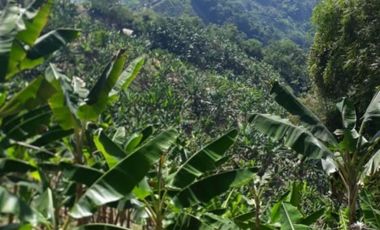 Finca para la venta en Balboa