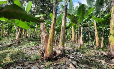 Finca para la venta en Balboa