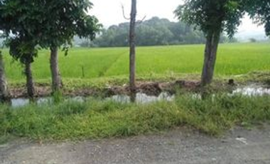 FARM LOT FOR SALE IN ARAYAT Pampanga