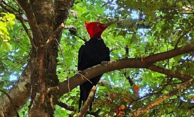 Cabaña en parcela subida al Volcan, Pucón