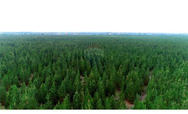 Venta Liquidación Campo Cabrero / Con bosques y características agrícolas 350 há plantadas de pino insigne