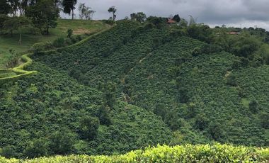 VENDO FINCA PRODUCTIVA EN FILANDIA QUINDIO 18 CUADRAS SE RECIBE ALGO EN PERMUTA