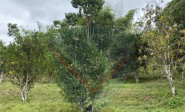 venta de finca con madera teca