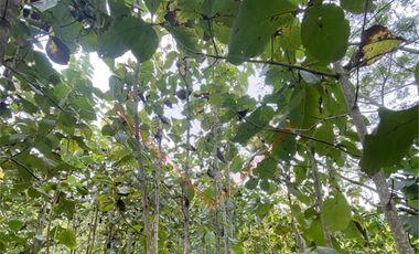 venta de finca con madera teca