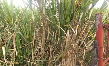 FINCA SEMBRADA EN CAÑA, VILLA RICA. CAUCA