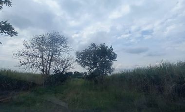 FINCA SEMBRADA EN CAÑA, VILLA RICA. CAUCA