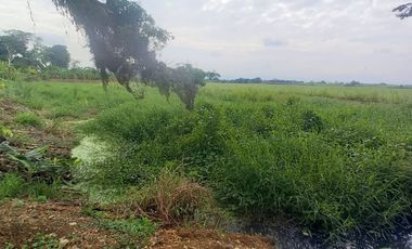 FINCA SEMBRADA EN CAÑA, VILLA RICA. CAUCA