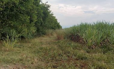 FINCA SEMBRADA EN CAÑA, VILLA RICA. CAUCA