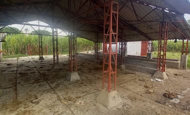 FINCA SEMBRADA EN CAÑA, VILLA RICA. CAUCA