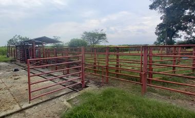 FINCA SEMBRADA EN CAÑA, VILLA RICA. CAUCA