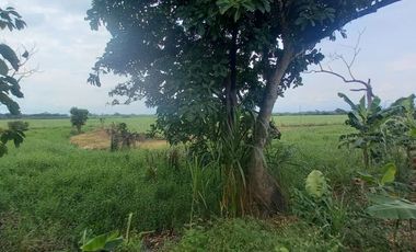 FINCA SEMBRADA EN CAÑA, VILLA RICA. CAUCA