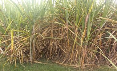 FINCA SEMBRADA EN CAÑA, VILLA RICA. CAUCA