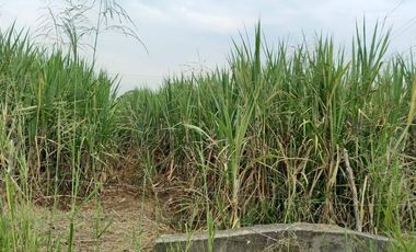 FINCA SEMBRADA EN CAÑA, VILLA RICA. CAUCA