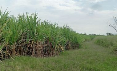 FINCA SEMBRADA EN CAÑA, VILLA RICA. CAUCA