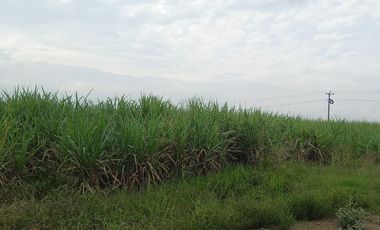 FINCA SEMBRADA EN CAÑA, VILLA RICA. CAUCA