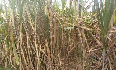 FINCA SEMBRADA EN CAÑA, VILLA RICA. CAUCA