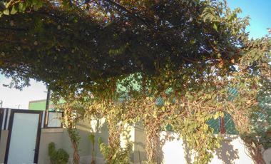 Departamento con Roof Garden Privado, en Renta Casa Nogal, Santa Maria La Ribera