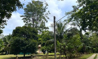 2 Rai of mangosteen plantation next to the road for sale in Khuekkhak, Phang Nga