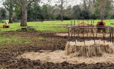 Se Vende Predio Agrícola-Ganadero de 105 ha cercano a Paillaco, Región de los Ríos