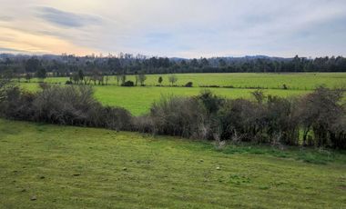 Se Vende Predio Agrícola-Ganadero de 105 ha cercano a Paillaco, Región de los Ríos