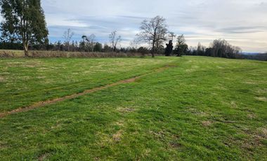 Se Vende Predio Agrícola-Ganadero de 105 ha cercano a Paillaco, Región de los Ríos