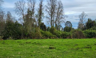 Se Vende Predio Agrícola-Ganadero de 105 ha cercano a Paillaco, Región de los Ríos