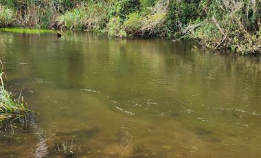 Se Vende Predio Agrícola-Ganadero de 105 ha cercano a Paillaco, Región de los Ríos