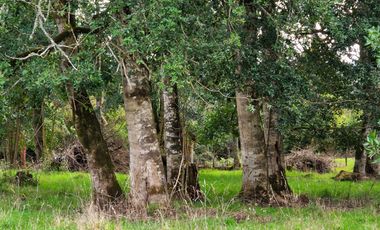 Se Vende Predio Agrícola-Ganadero de 105 ha cercano a Paillaco, Región de los Ríos