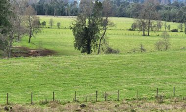 Se Vende Predio Agrícola-Ganadero de 105 ha cercano a Paillaco, Región de los Ríos