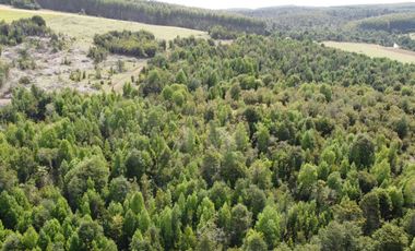 Golondrina Sur Vende Parcelas en Los Muermos, Los Lagos