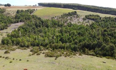 Golondrina Sur Vende Parcelas en Los Muermos, Los Lagos