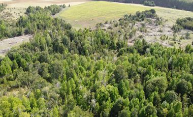 Golondrina Sur Vende Parcelas en Los Muermos, Los Lagos