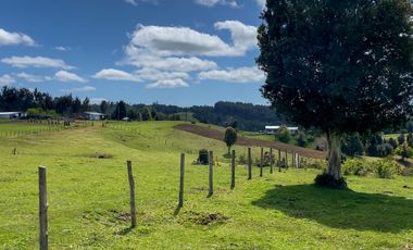 Campo agrícola en venta de 44,6 hectáreas en Los Muermos