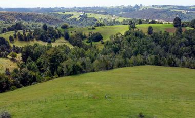 Campo agrícola en venta de 44,6 hectáreas en Los Muermos