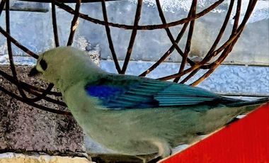 PAGO EN $500 Quincenal  SIN INTERES, ABONO Y REQUISITOS en Green Dream PTY.