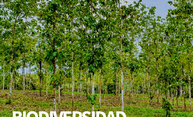 PAGO EN $500 Quincenal  SIN INTERES, ABONO Y REQUISITOS en Green Dream PTY.